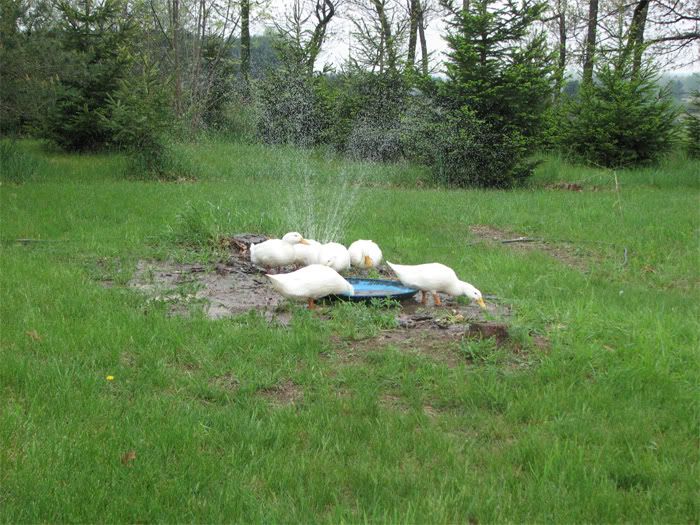 ducks-1.jpg