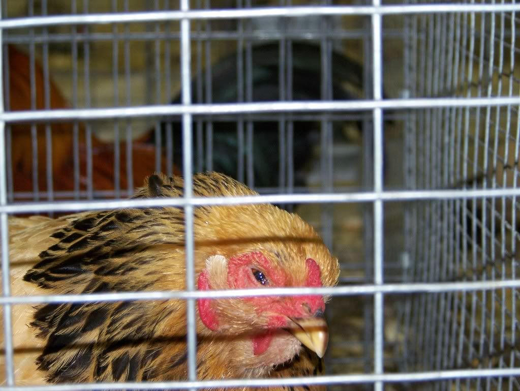 BuffHen4.jpg