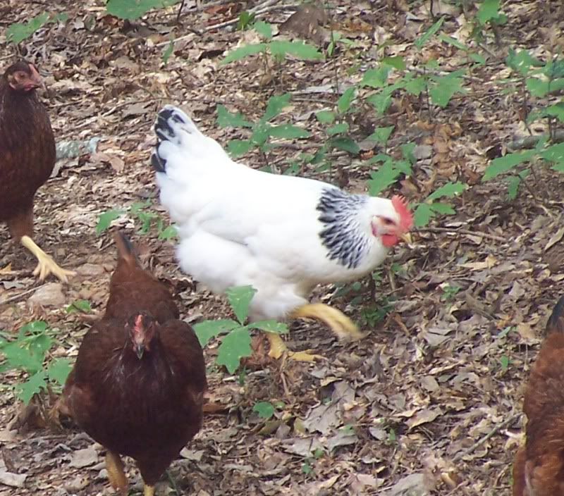 thechickens012.jpg