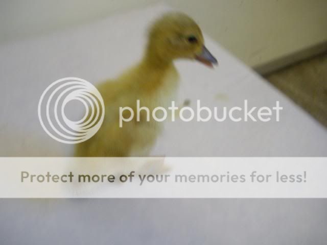 hatcherysurprisedayone312.jpg