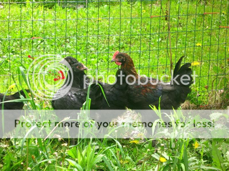 Funnyfarms.jpg