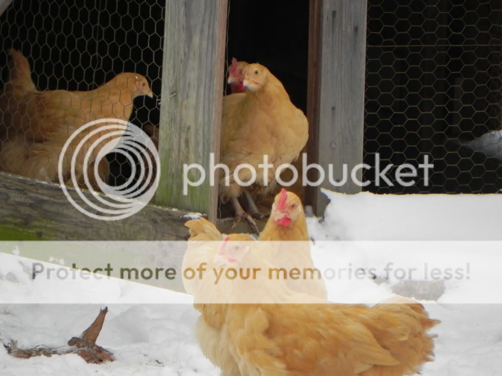 chicken.jpg