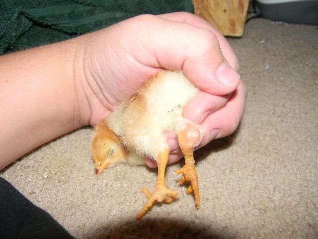 600x450px-LL-d1576d16_splayedleg003.jpeg