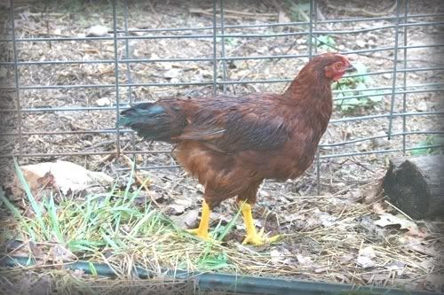 101508chicken.jpg