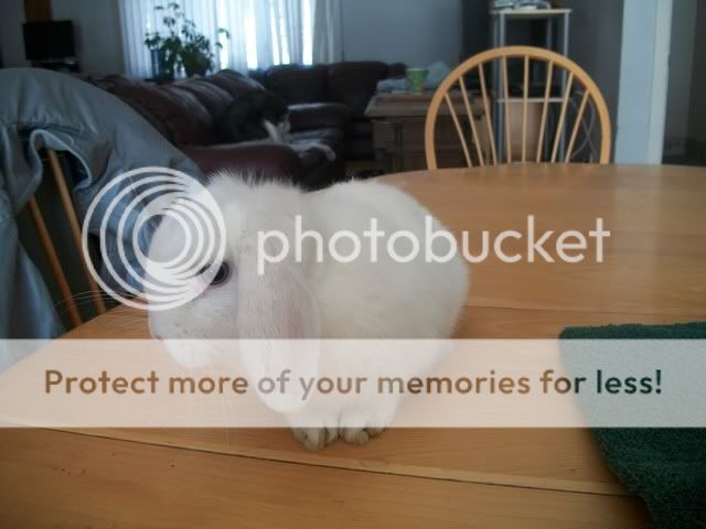 PictureCmaera272.jpg