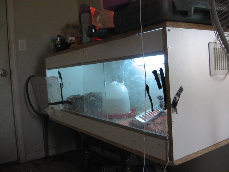 chickenbrooder001.jpg