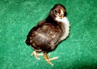 Araucana1a-0502.jpg