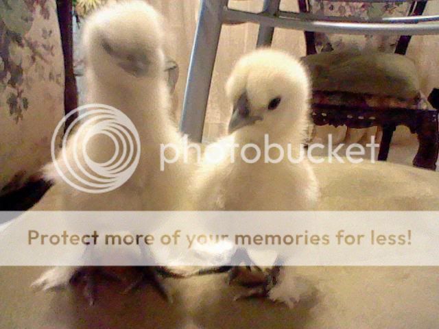 SilkiesBantams1.jpg