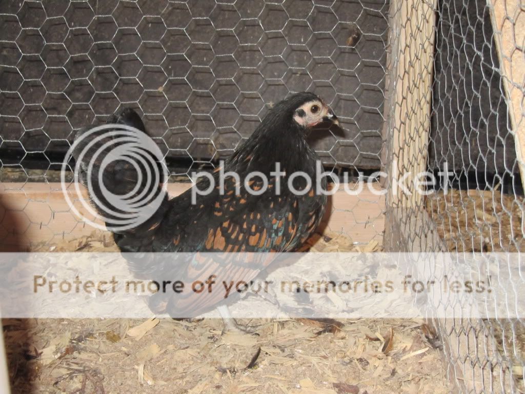 IMG_0078.jpg