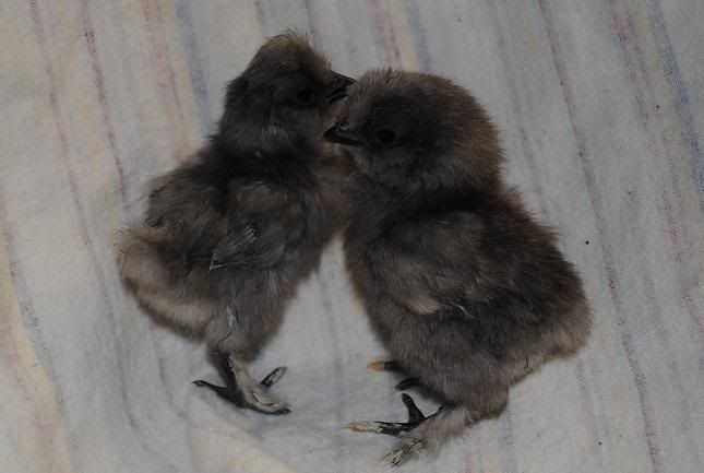 cjsilkie5.jpg