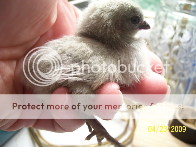chickpics010.jpg
