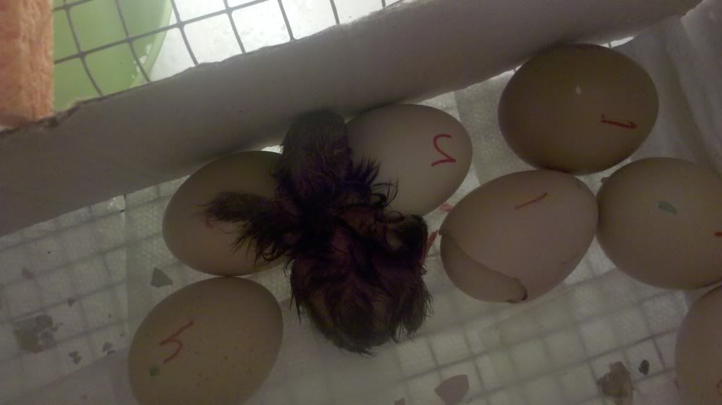 chick4-3.jpg