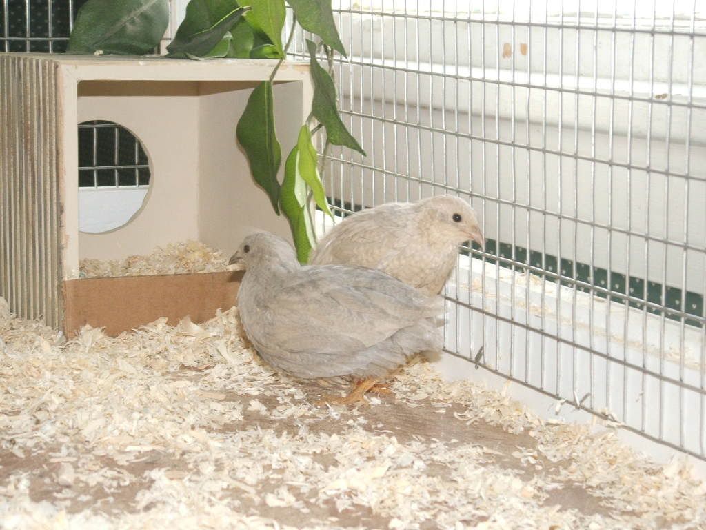 2009_0221quails0010.jpg