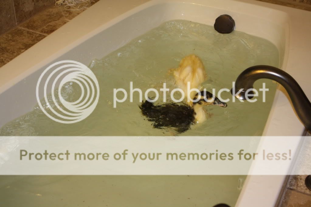 dogsandducks056.jpg