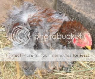 rusty1-2.jpg
