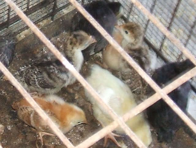 Chickensandturkeys005.jpg