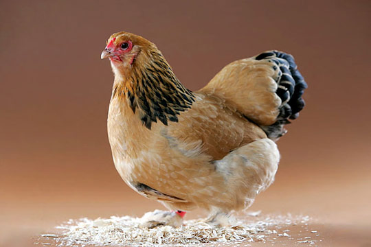 brahma-hen.jpg