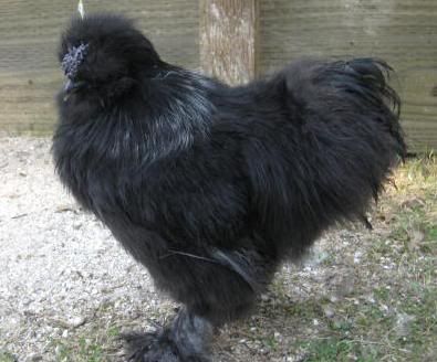 BlackSilkieRoo.jpg