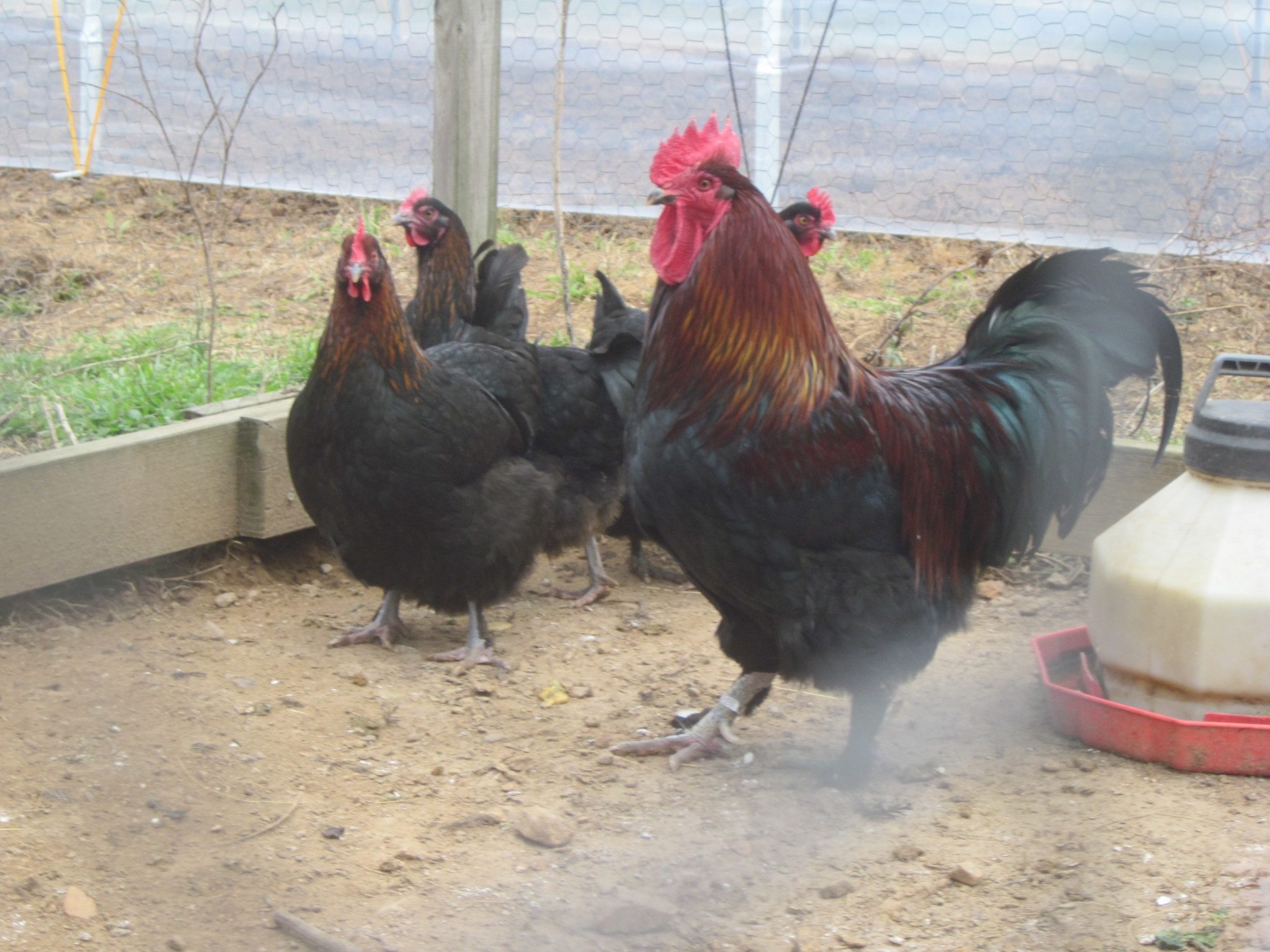 900x900px-LL-1e340bab_blackcoppermaranspenwithElvis.jpeg