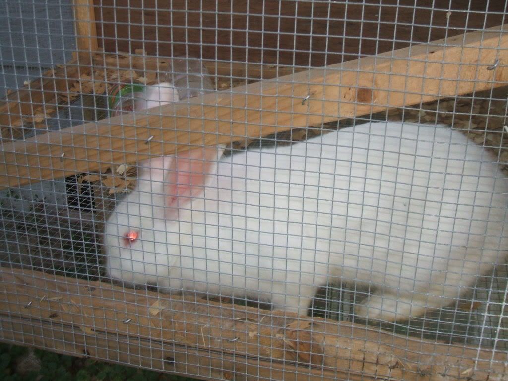 dscf0008-6.jpg