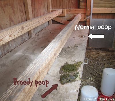 Broody-poop-3-3-13-1.jpg