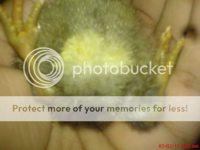 DSC00009.jpg