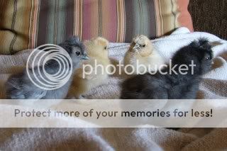 chicks158.jpg