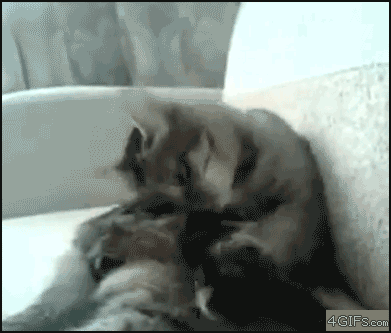 gD4Xn.gif