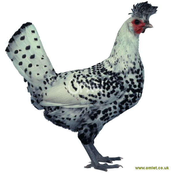 Appenzeller_spitzhauben_hen.gif