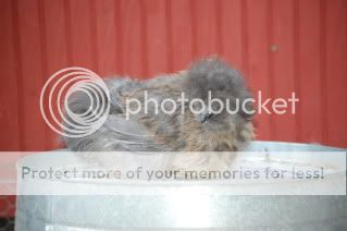 August2009Chickens038.jpg