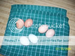 100_2638.jpg