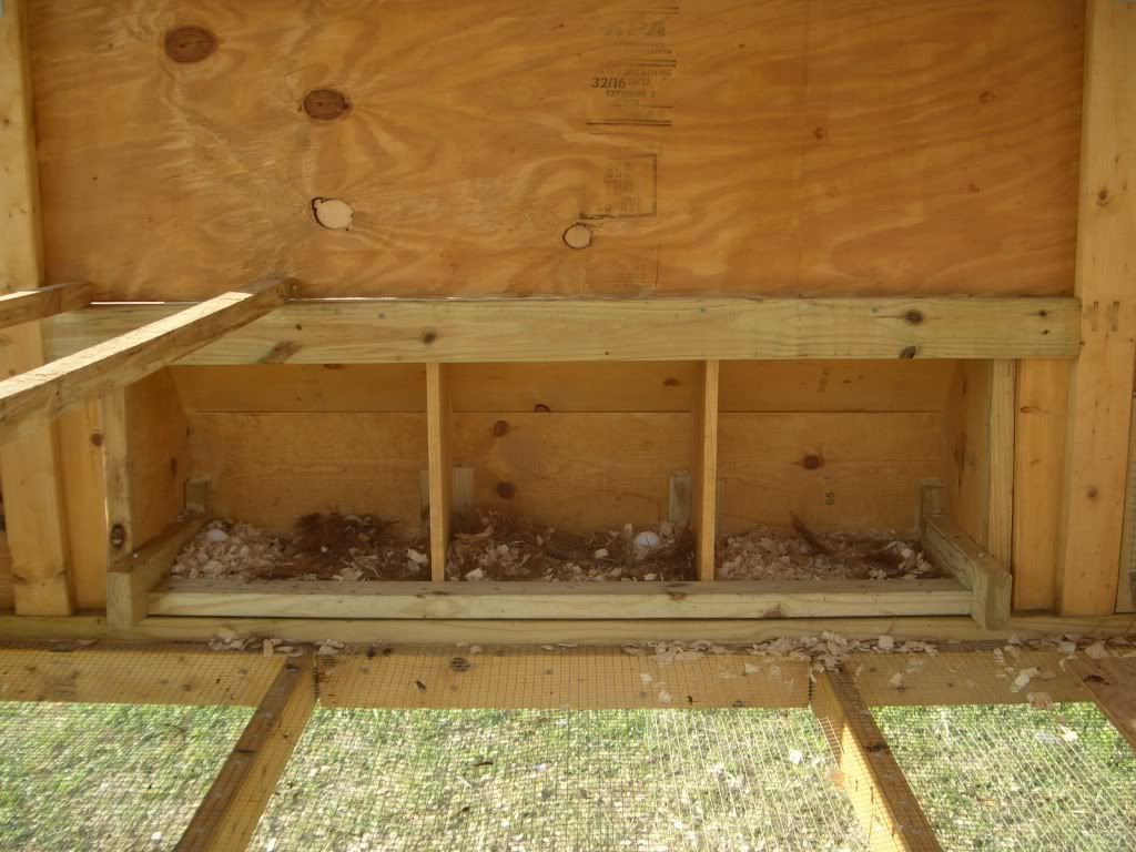 Chickensfirsteggs020.jpg