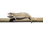 buy-desert-side-stripe-chameleon.jpg