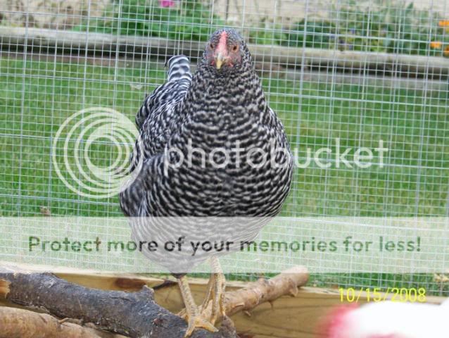 100_2857.jpg