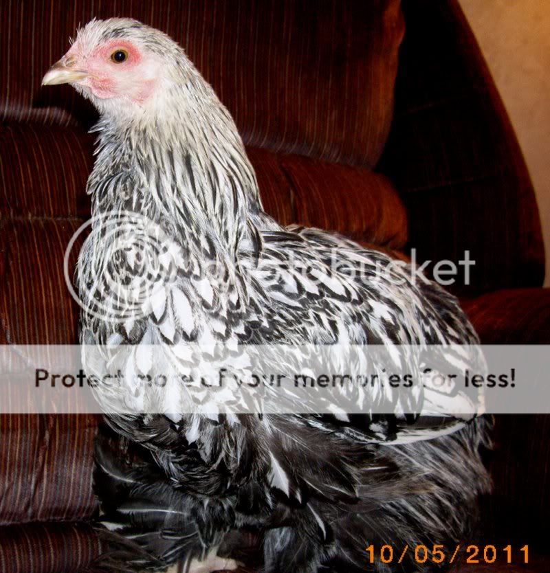 Hen2.jpg