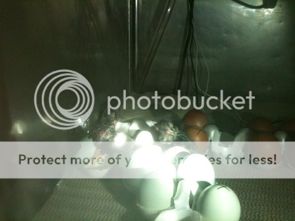 hatch_chicks.jpg