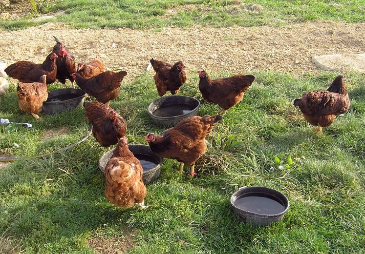 Flock1.jpg