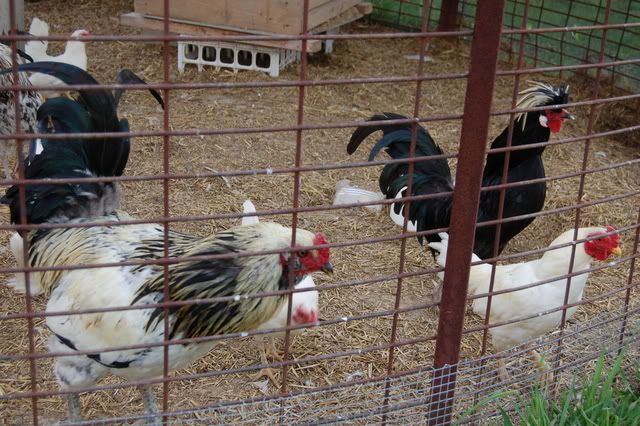 roosters.jpg