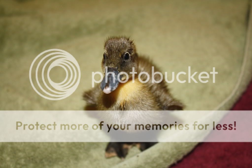 dogsandducks041.jpg