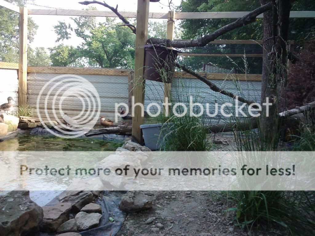 2011-06-08174833.jpg