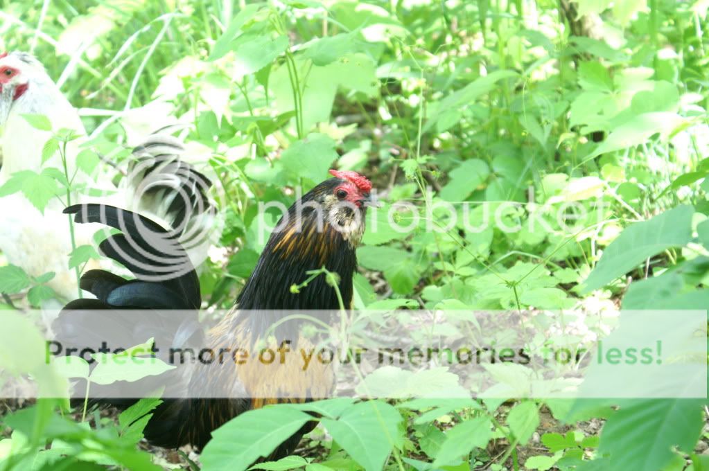 mychickens161.jpg