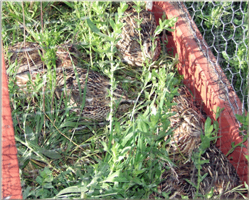 quail3.gif