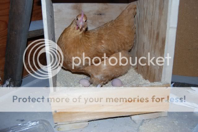 DSC_0689.jpg