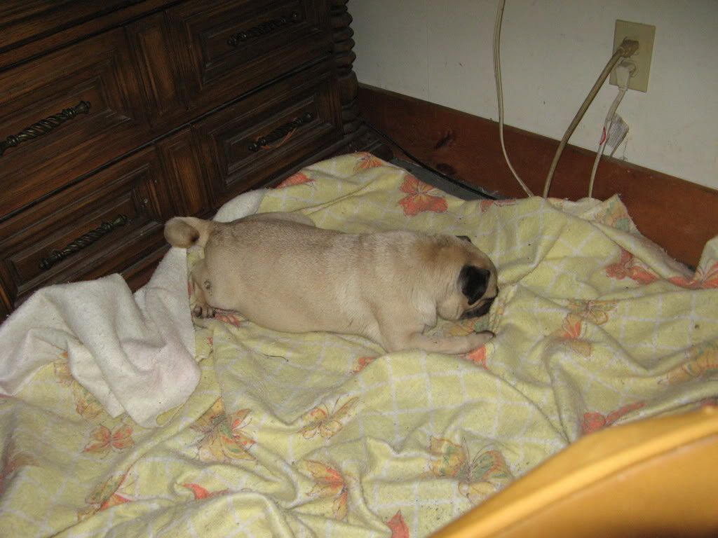 annabelle015.jpg