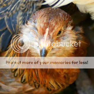 Chickens00018.jpg