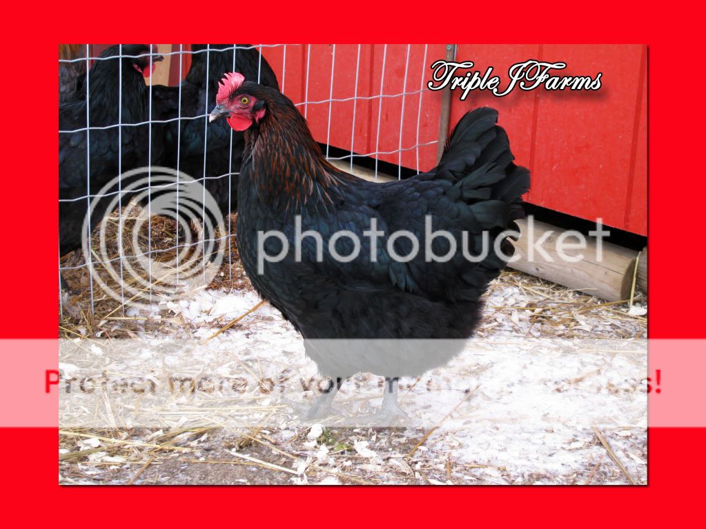 blackcopperpullet.jpg