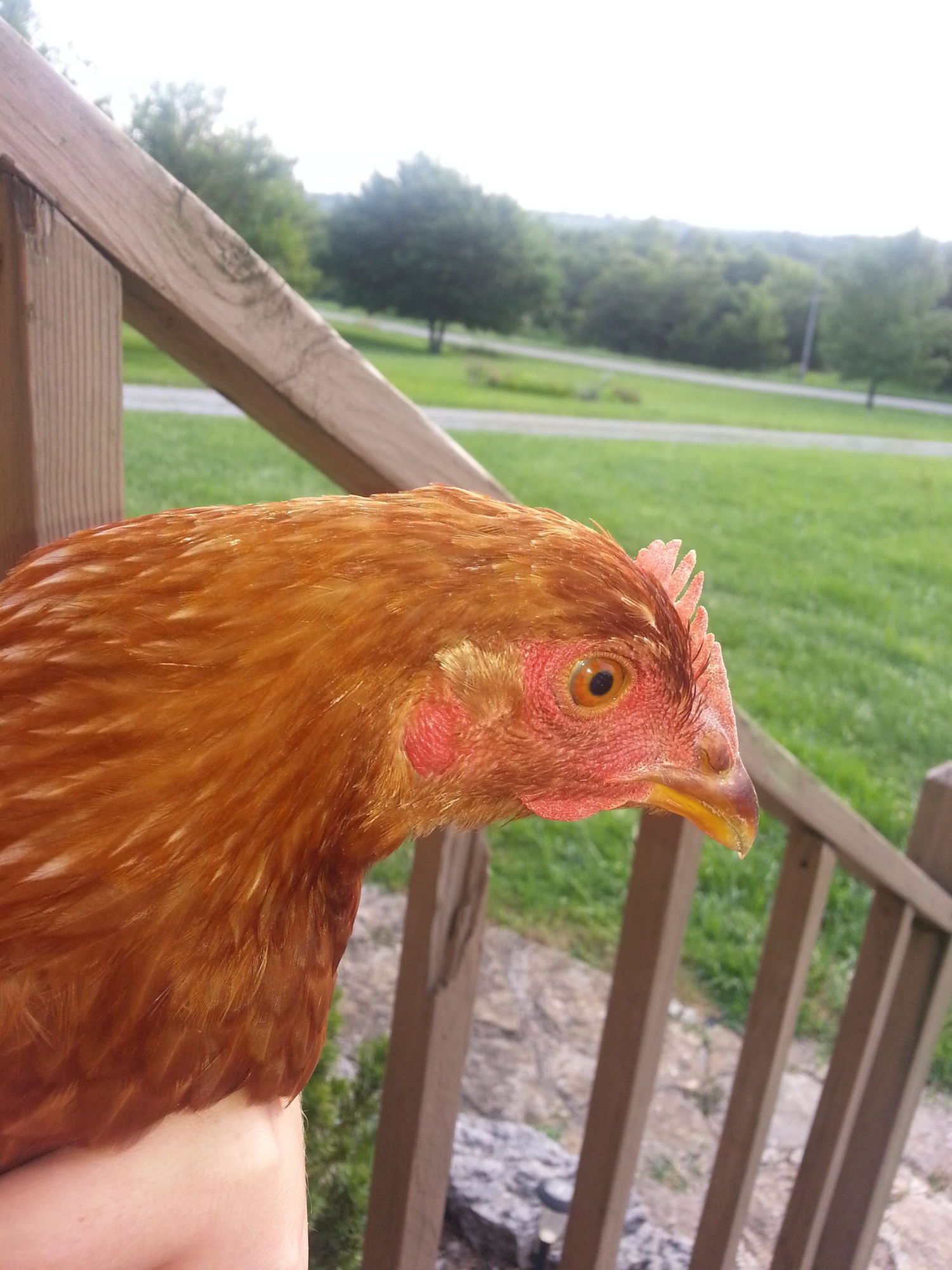 200x200px-ZC-3ad84a93_20130720_192902.jpeg