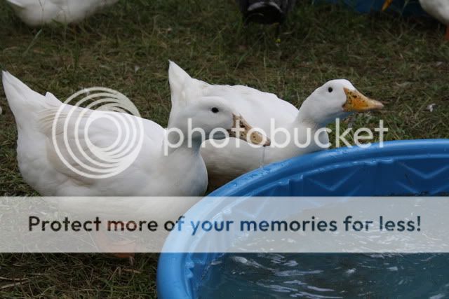 Ducks2007.jpg
