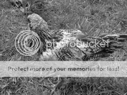 chickart2.jpg
