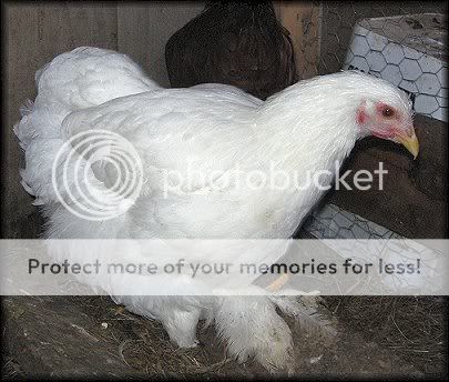 Yeti2.jpg
